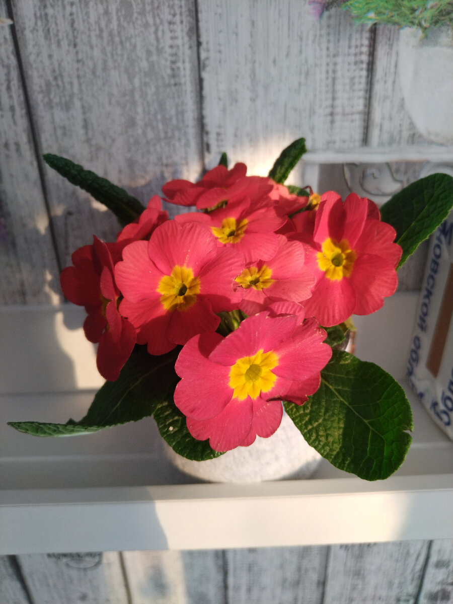 Живая примула 🤗