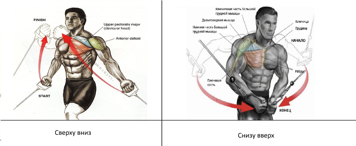 Как накачать грудные мышцы схема
