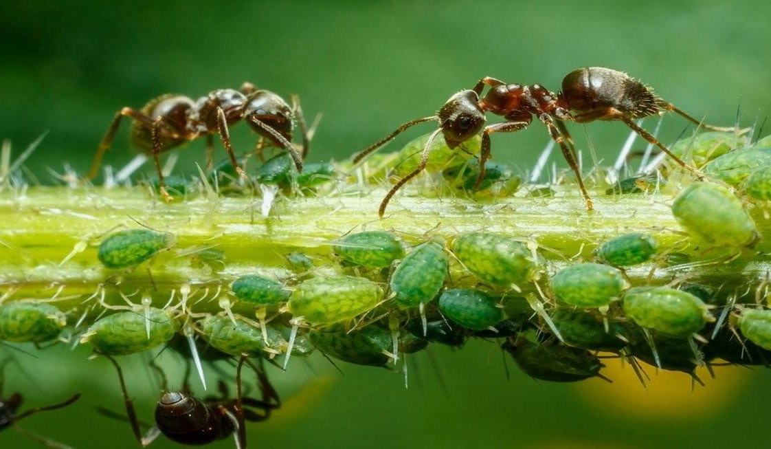 Тля питается соками растений, прокалывая их ткани своими острыми ротовыми аппаратами. В процессе питания тля извлекает из растений сахаристые вещества, большая часть которых не усваивается и выделяется в виде сладкой жидкости — пади. Именно эту падь и ценят муравьи, для которых она является источником энергии. 
Муравьи, в свою очередь, обеспечивают тлей защиту от хищников и паразитов. Они активно отгоняют насекомых, питающихся тлей, и даже могут переносить тлю на новые, более питательные растения или в свои муравейники для защиты в неблагоприятных условиях, например, во время холодной погоды. Некоторые виды муравьев строят специальные "фермы" или укрытия для тли на растениях, обеспечивая им оптимальные условия для жизни и размножения.