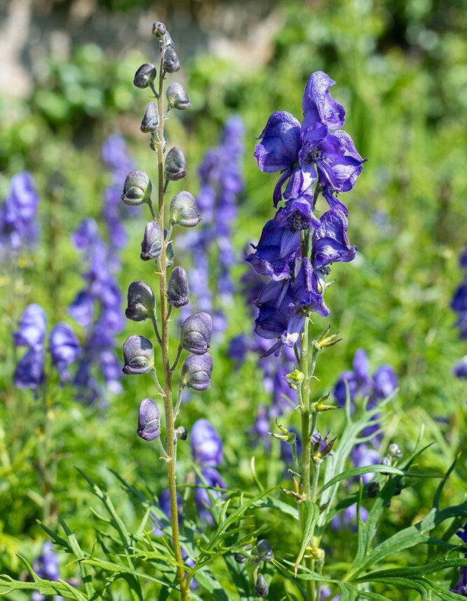    Аконит зовут в народе "мучитель-трава", что говорит само за себя. / Фото: Tom Meaker / iStock