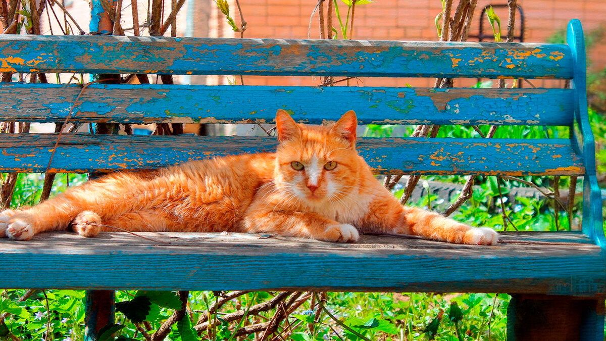 источник фото: rasfokus.ru