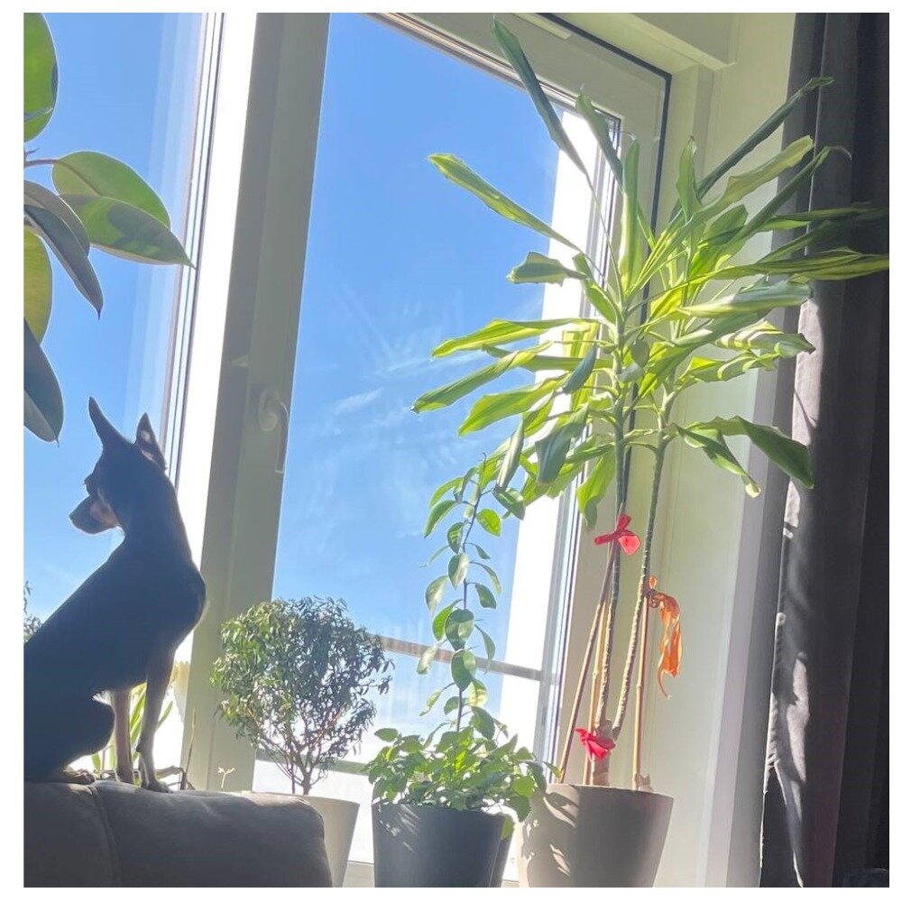 Драцена Лимон Лайт на фото справа 