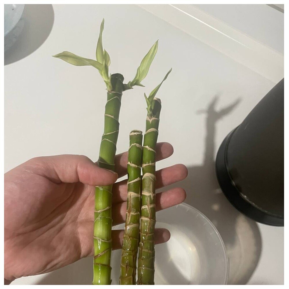 Срезы Драцены на укоренении