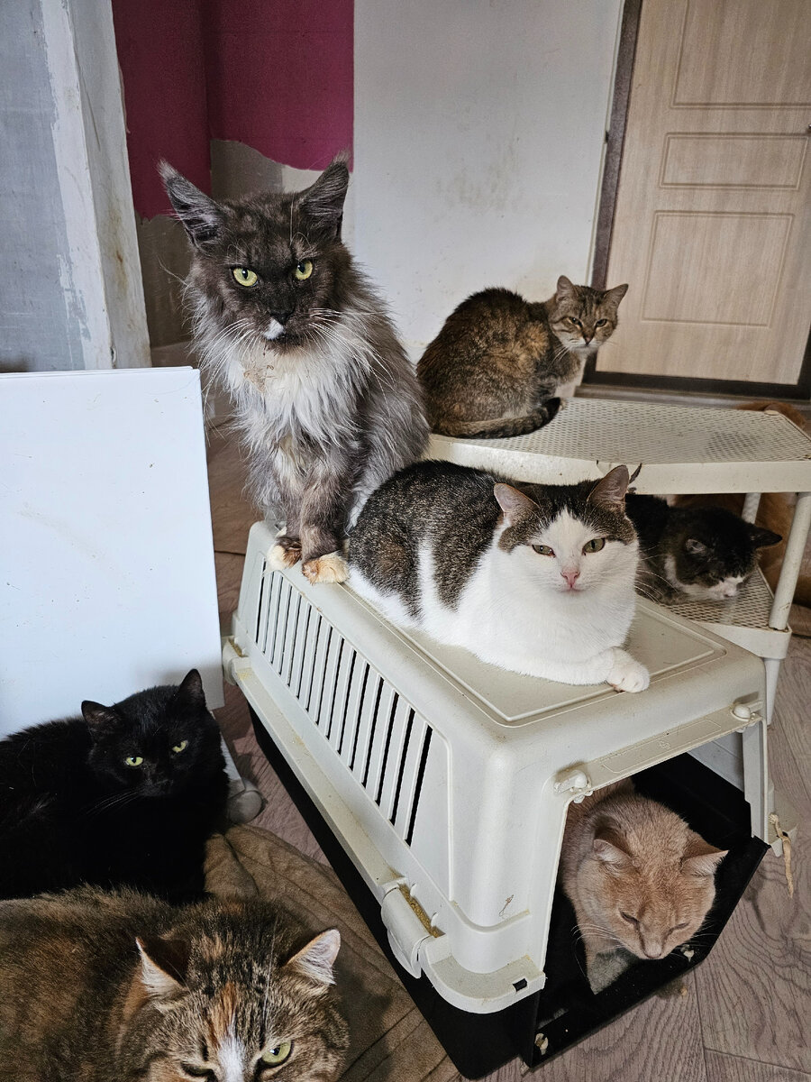 Мейнкун Софи и остальные