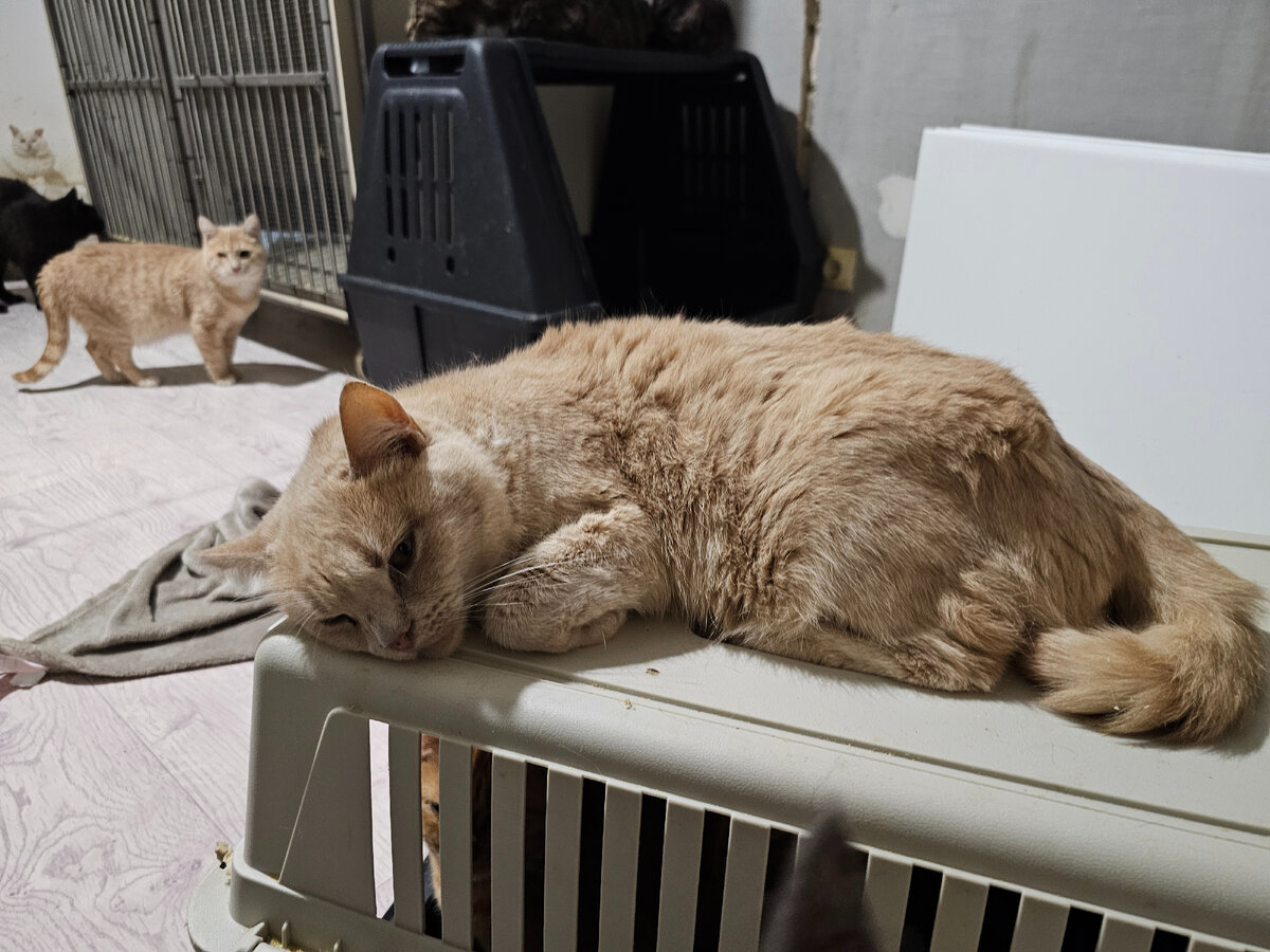 Мальта, ее оставили со сломанным позвоночником на даче