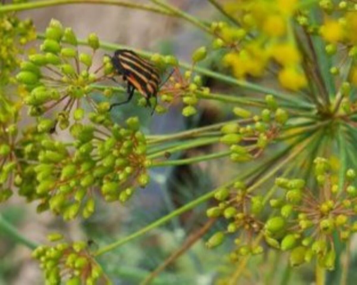 Итальянский клоп