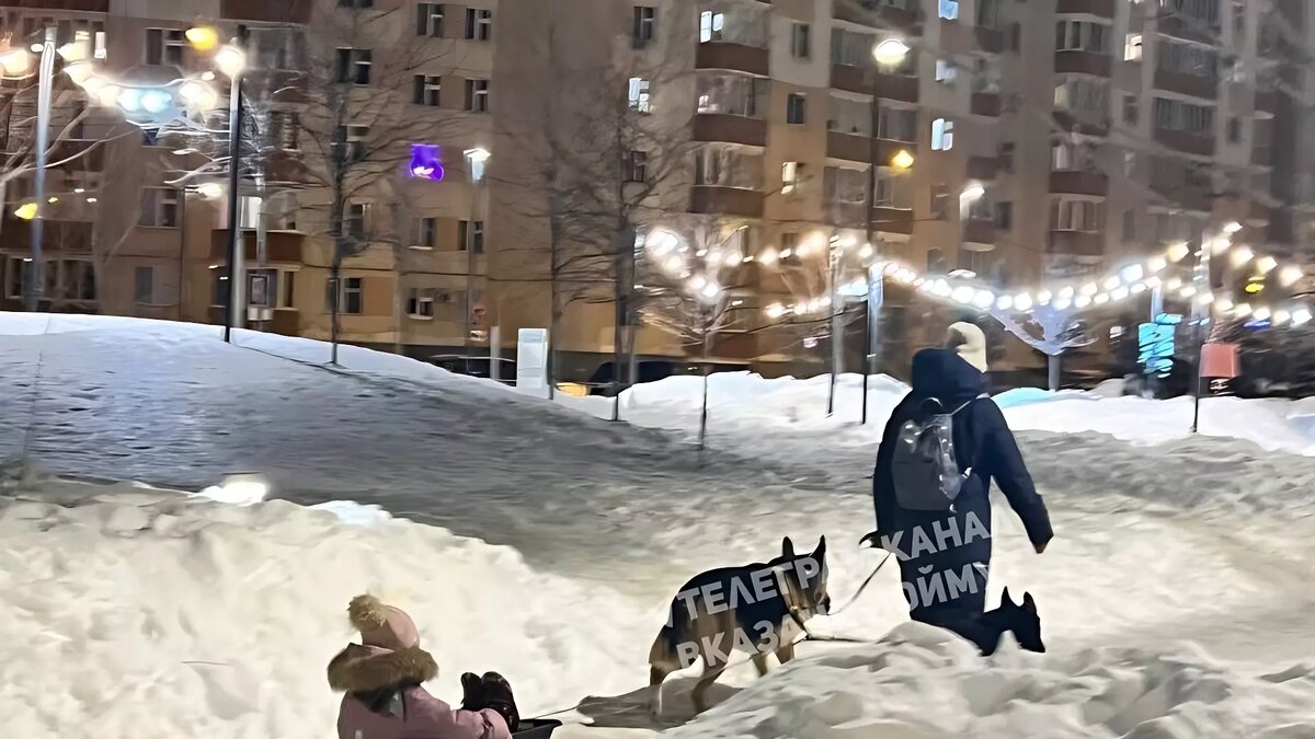     Прохожие заметили, как на бульваре «Белые цветы» две девушки предлагают жителям Казани развлечение с собаками. Они заставляют животных катать взрослых и детей. Соответствующая публикация появилась в Telegram-канале «В Казани Поймут».