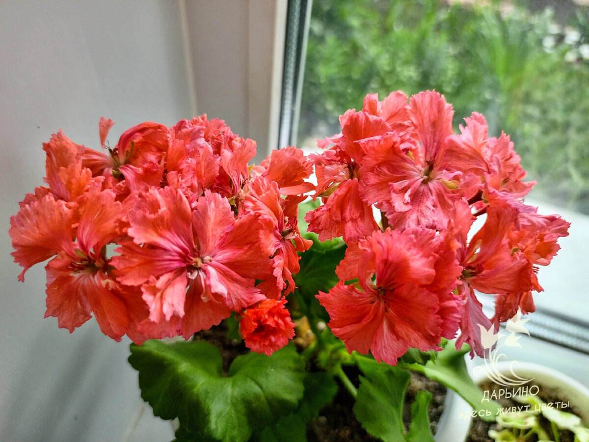 Пеларгония 'Diana Palmer'