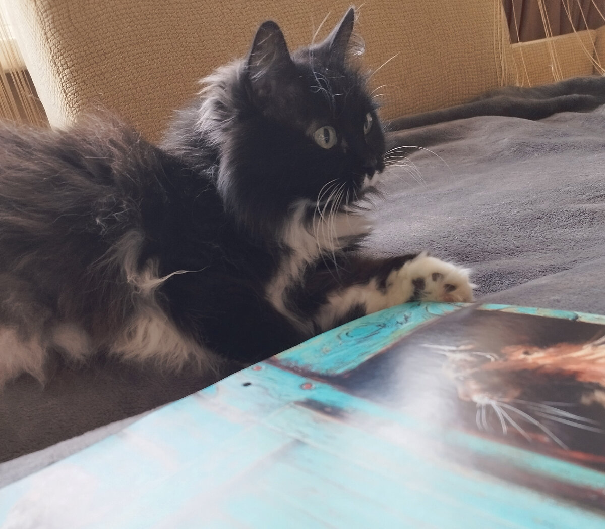 Марфа помогает выбирать картинки с котиками для иллюстрации сегодняшней статьи