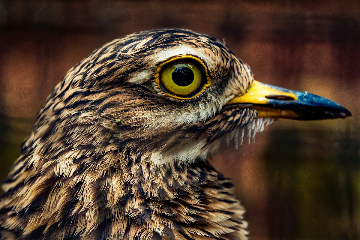 Картинка с бесплатного фотостока https://unsplash.com, автор Kulile Mabija