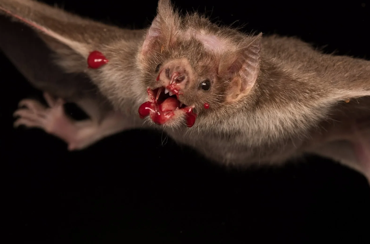 Desmodus rotundus