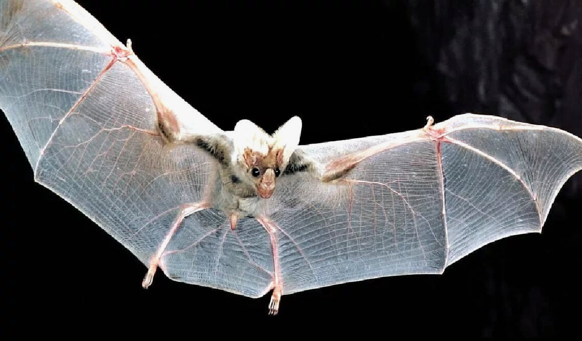 Diacamma rugosum