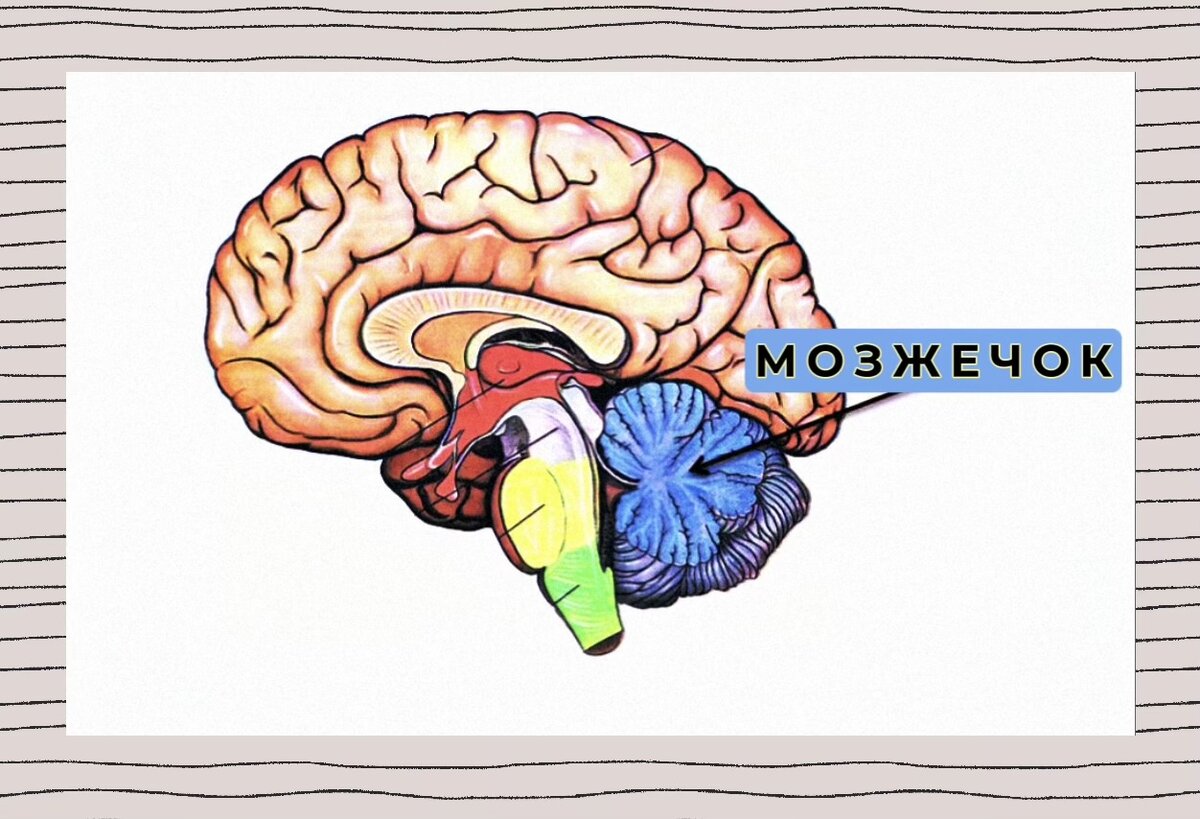 Мозжечок в разрезе.