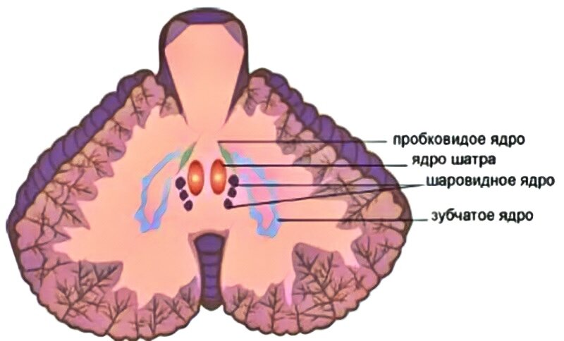 Ядра мозжечка в разрезе.
