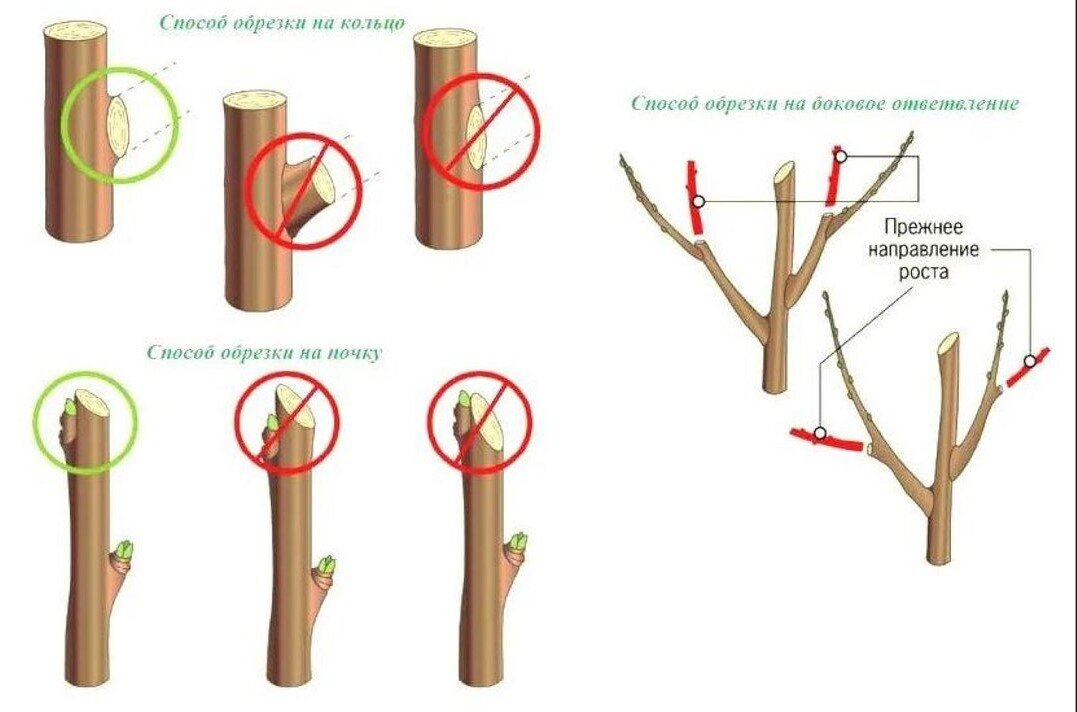 Как обрезать саженец яблони весной. Схема обрезки яблони осенью. Принципы обрезки плодовых деревьев схема. Обрезка молодых плодовых деревьев весной схема. Схема обрезки яблони весной.