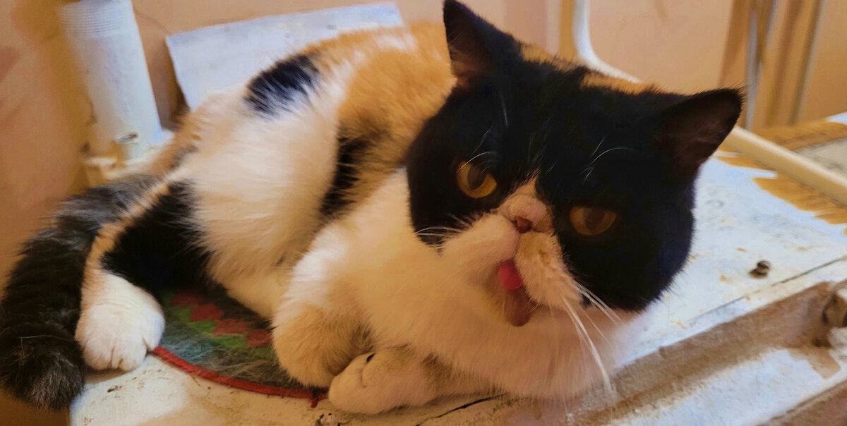 Масяня на котле. Тепло.