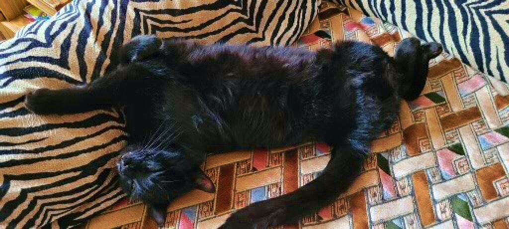 Черныш нагулялся. Спит без задних лап)))