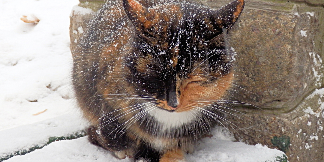 Скрытые жители города: почему бездомные животные заслуживают нашего внимания