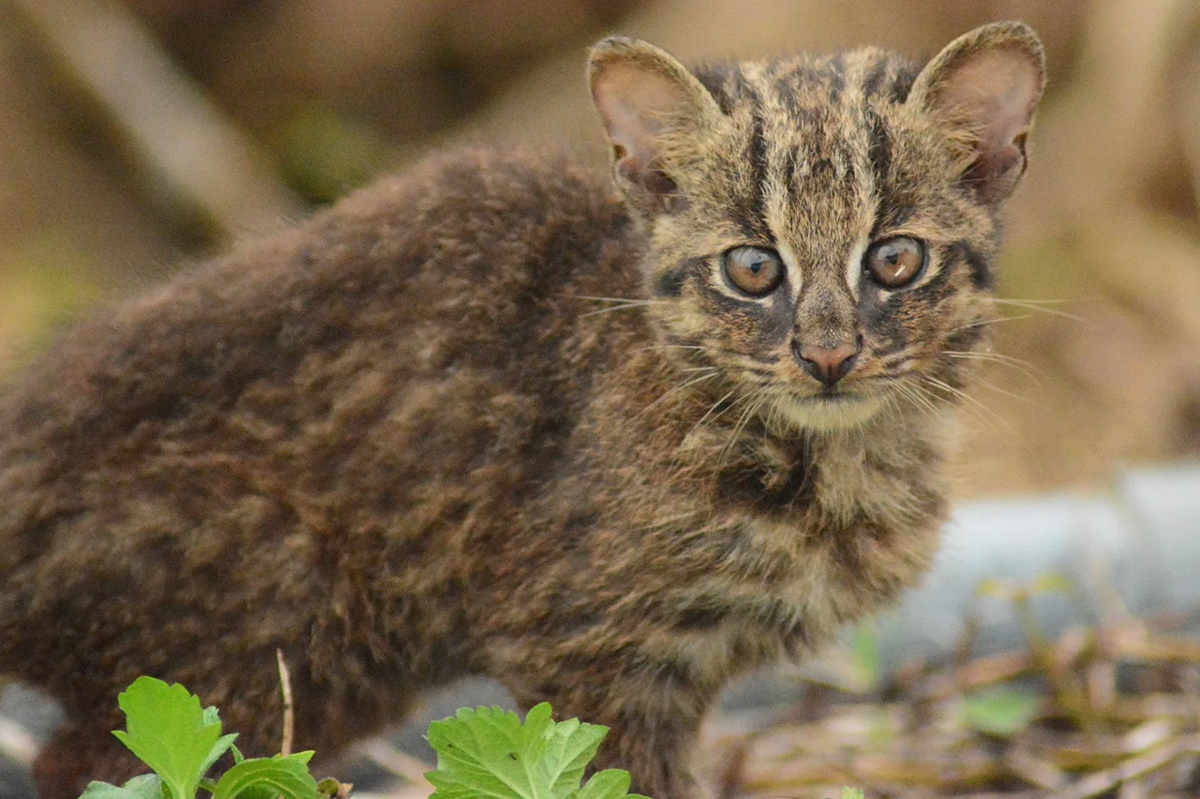 Ириомотейская кошка (Prionailurus bengalensis iriomotensis) Этот подвид леопар