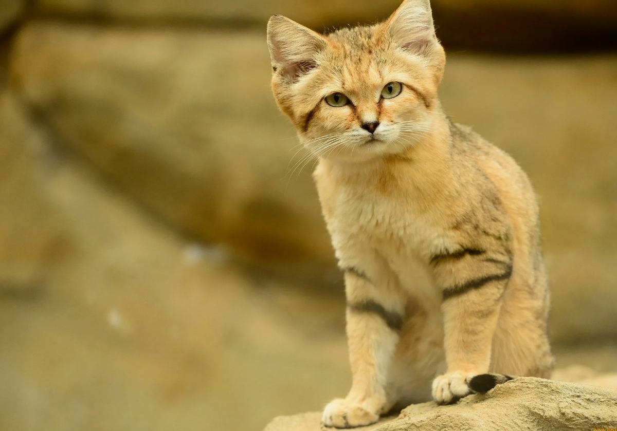 Песчаная кошка (Felis margarita)