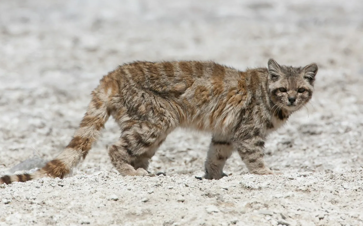 Андская кошка (Leopardus jacobita)