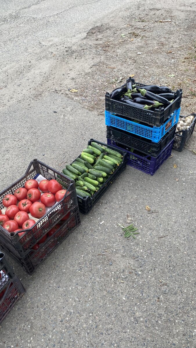 Летом 2023 я продавала овощи на рынке