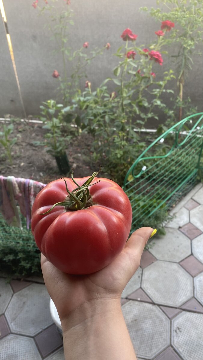 Почти килограммовый красавчик урожая 23 года