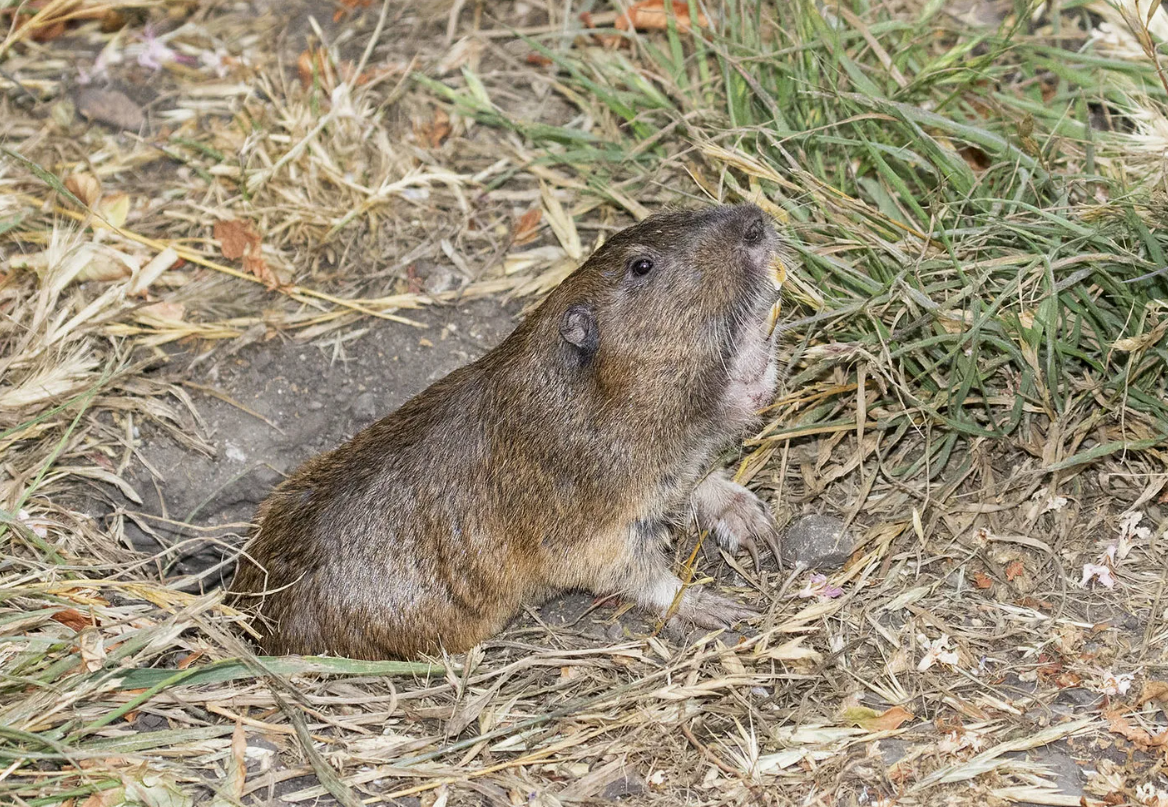 Гофер-землекоп (Thomomys bottae)