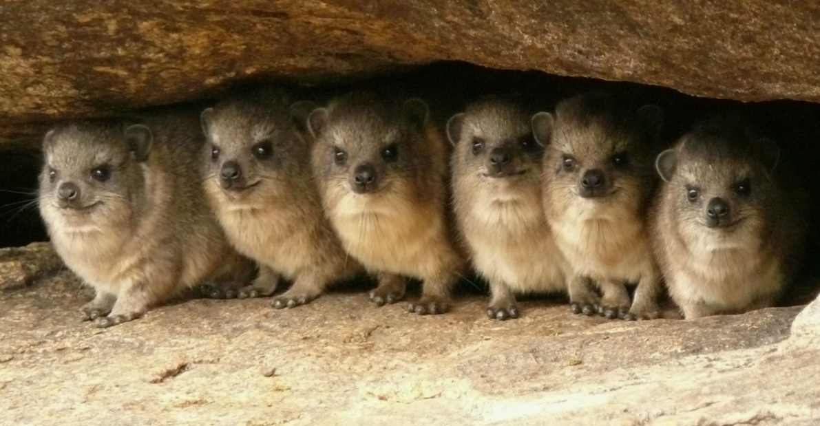 Один из самых удивительных фактов о даманах (отряд Hyracoidea) заключается в их далёком родстве с такими крупными млекопитающими, как слоны и морские коровы (сирены). На первый взгляд, эти небольшие, похожие на мармотов или крупных грызунов животные, с их короткими лапами и округлыми телами, кажутся совершенно несвязанными с гигантскими слонами или водными морскими коровами. Однако генетические исследования и анализ строения их скелета показали, что даманы делят общего предка с этими крупными животными, что делает их их самыми близкими современными родственниками.