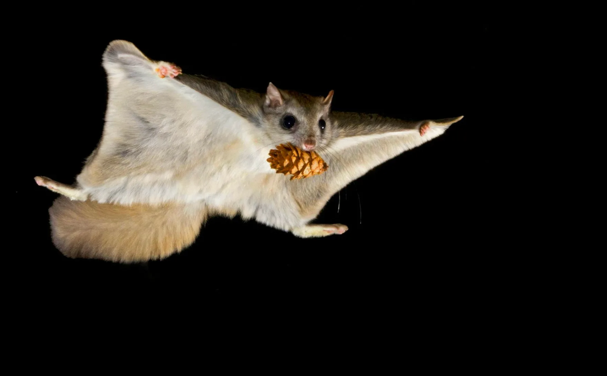 Один из самых удивительных фактов о летягах заключается в том, что, несмотря на их название, эти животные на самом деле не летают в прямом смысле слова, как птицы или летучие мыши. Вместо этого летяги планируют в воздухе, используя специализированную мембрану кожи, натянутую между передними и задними лапами, называемую патагием. Эта мембрана действует как парашют, позволяя летягам скользить между деревьями на расстояние до 100 метров и более, что является рекордным показателем для скользящих млекопитающих.