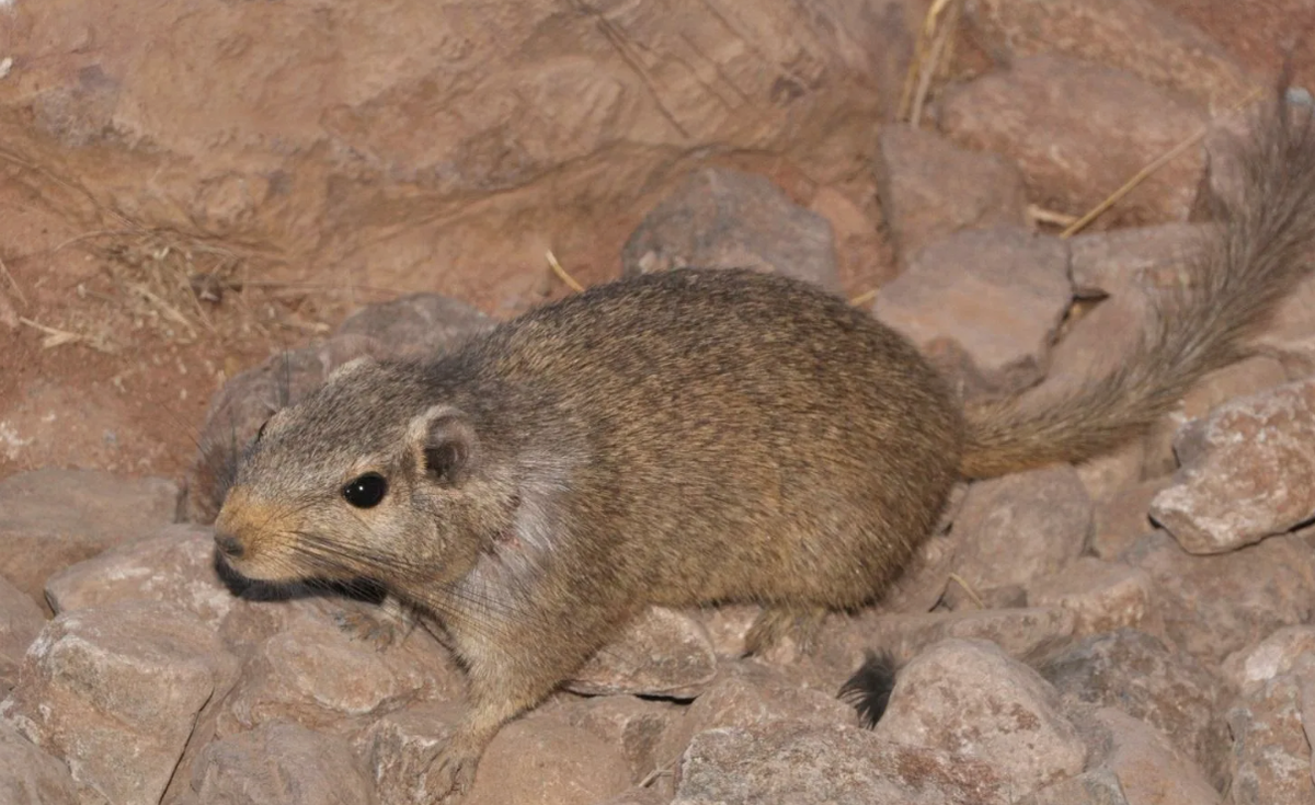 Лаосская скальная крыса (Laonastes aenigmamus)