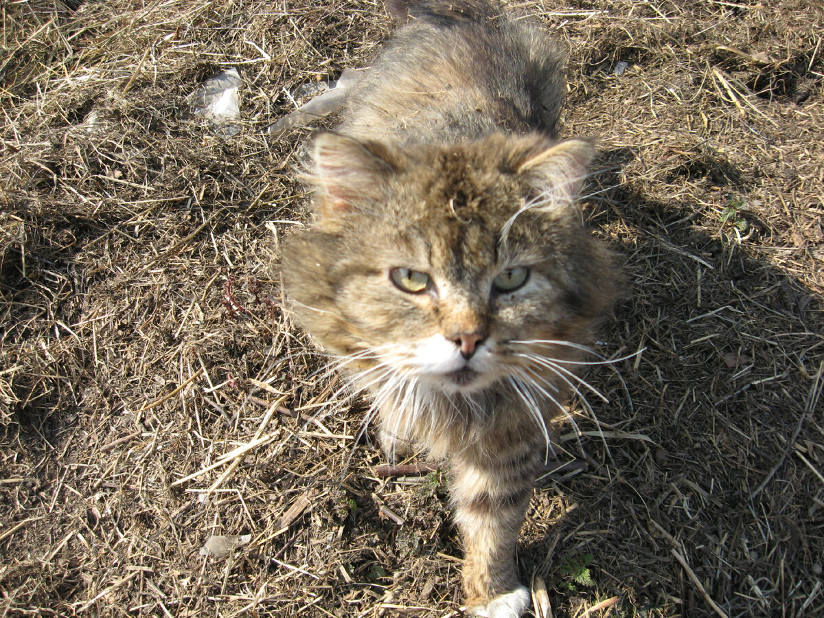 Первым в деревне встречал Барсик.