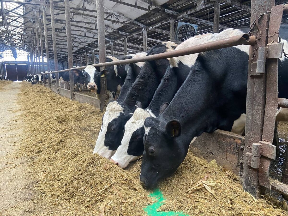 Хороший корм - высокие надои!