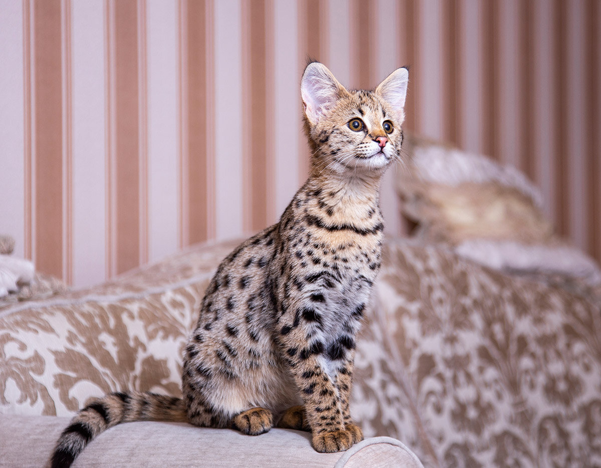 Котята саванна фото