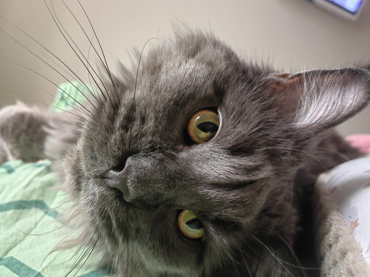 Всех представителей- мяу!