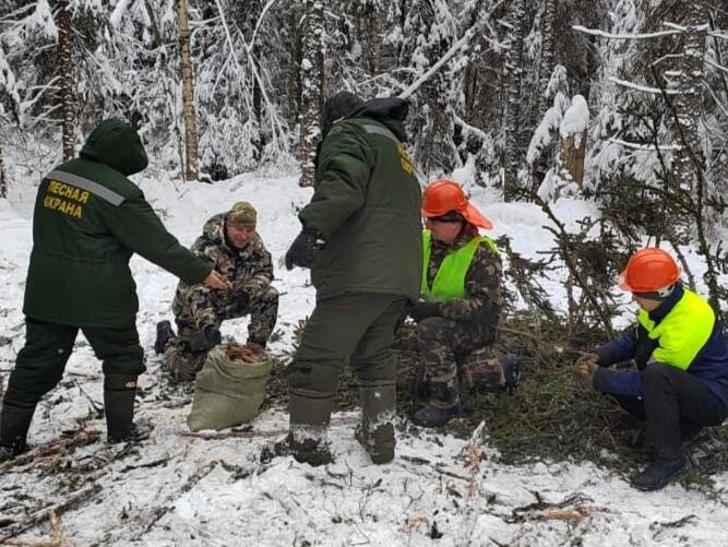 По лесу идет, шишки собирает: в Тверском регионе в прошлом году заготовлено около 45 кг семян сосны обыкновенной