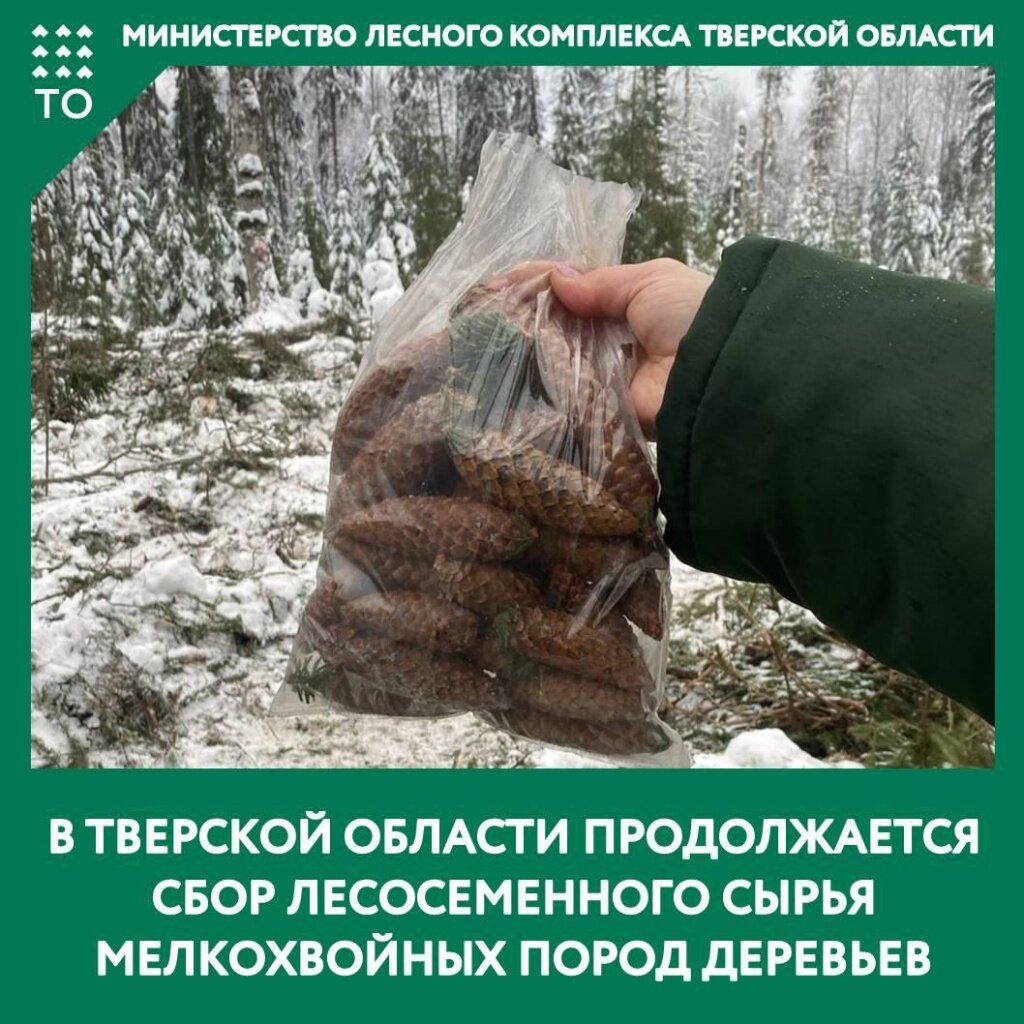 По лесу идет, шишки собирает: в Тверском регионе в прошлом году заготовлено около 45 кг семян сосны обыкновенной