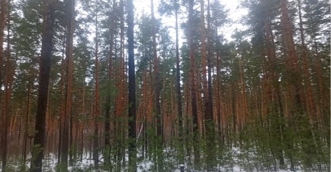 Конечно, прогулка по зимнему сосновому лесу - это замечательная идея! Зимой лес приобретает особую красоту и атмосферу. Во время такой прогулки вы сможете насладиться свежим воздухом, тишиной и красотой заснеженной природы.Предлагаю вам некоторые идеи, чтобы ваша прогулка стала еще более приятной и запоминающейся:1. Подготовьтесь к прогулке: оденьтесь тепло, наденьте удобную обувь и возьмите с собой горячий напиток, чтобы согреться во время прогулки.2. Покупайтесь в зимнем лесу: многие сосновые леса имеют определенные места для купания, такие как пруды или озера. Проверьте заранее, можно ли это сделать в выбранном вами лесу, и не забудьте взять с собой полотенца и сменную одежду.3. Насладитесь красотой заснеженных деревьев: зимний лес выглядит волшебным, когда все деревья покрыты белым покрывалом снега. Запаситесь фотоаппаратом или телефоном, чтобы запечатлеть эти удивительные виды.4. Исследуйте природу: в зимний лес можно встретить различных животных, таких как зайцы, белки или птицы, потому что еда становится редким прецедентом. Захватите с собой бинокль, чтобы лучше рассмотреть их.5. Постройте уютный костер: если позволяют правила безопасности и есть специальные места для этого, вы можете построить костер, чтобы согреться и приготовить вкусные закуски на природе. Не забудьте оставить после себя никаких следов и погасить огонь перед отъездом.Однако, будьте осторожны и соблюдайте все меры безопасности. Убедитесь, что вы хорошо знакомы с местностью, прежде чем отправиться в лес, и лучше прогулкой заниматься в группе или сообщите кому-то о своем намерении отправиться в лес.Наслаждайтесь вашей зимней прогулкой и отдохните от городской суеты!