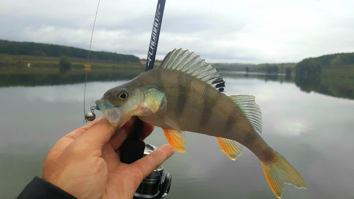 Фото с сайта: https://norstream.ru