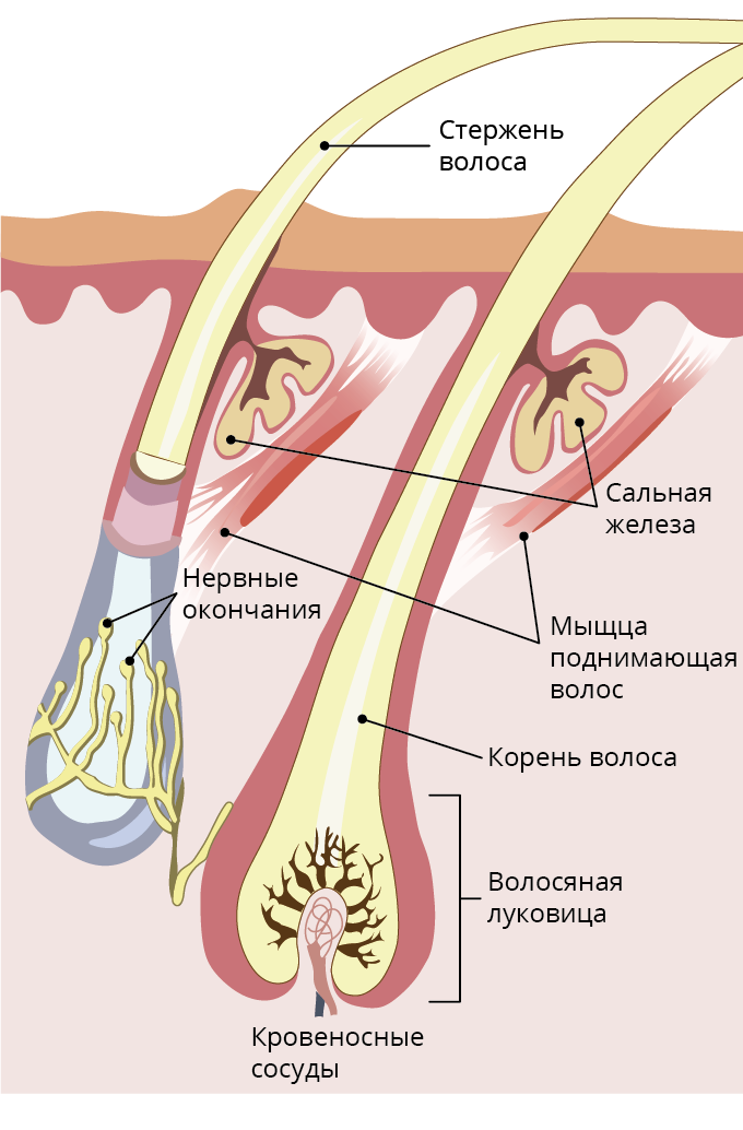 Строение волоса. Источник картинки: https://www.yaklass.ru/p/biologia/8-klass/naruzhnyi-pokrov-tela-cheloveka-16086/kozha-stroenie-i-znachenie-16087/re-c0bc8d9f-b325-4ac9-bca6-bd19239f4b24