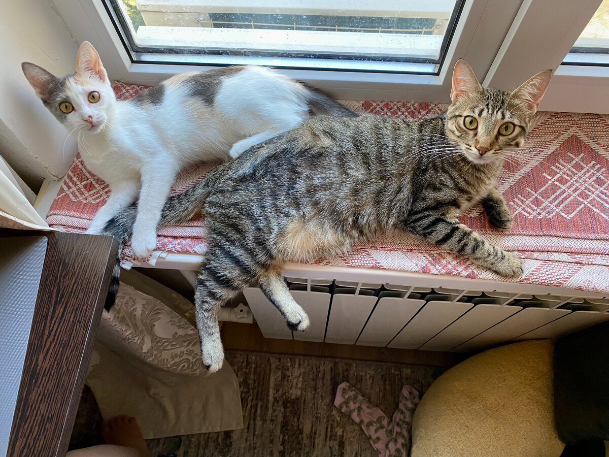 Уже совсем скоро девочки станут одинакового размера