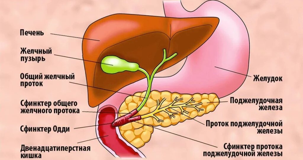 Билиарный панкреатит — как его определить и нужно ли удалять желчный