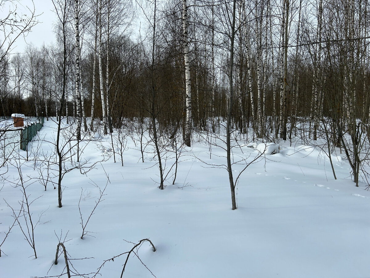 Летом в лесу. Берёзовая роща в ростовской области. Березовая роща пушкино. Роща участки. Роща участки.
