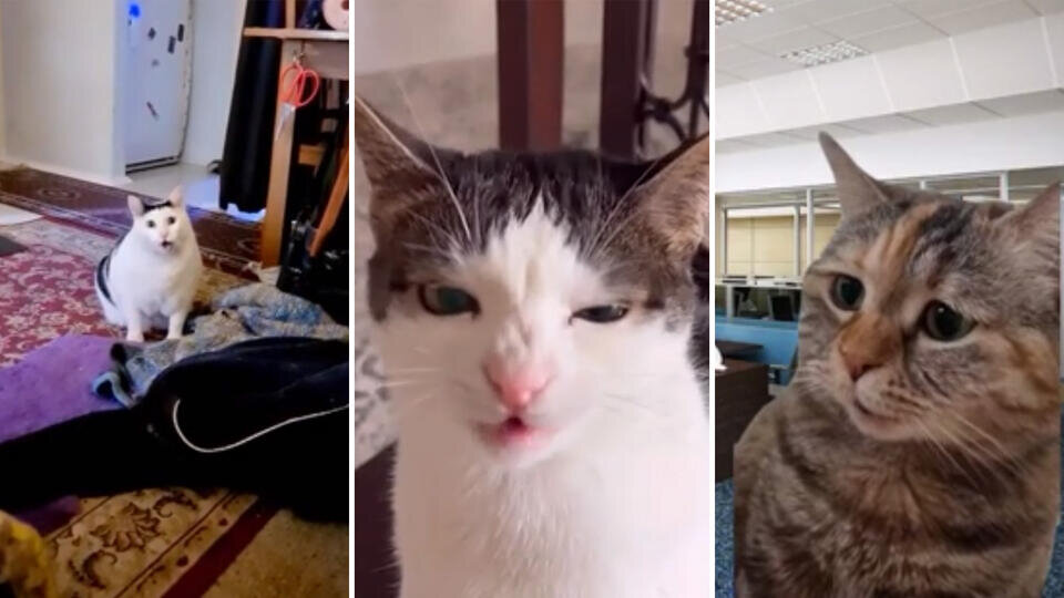 Фото: © Использованы материалы: скриншот видео