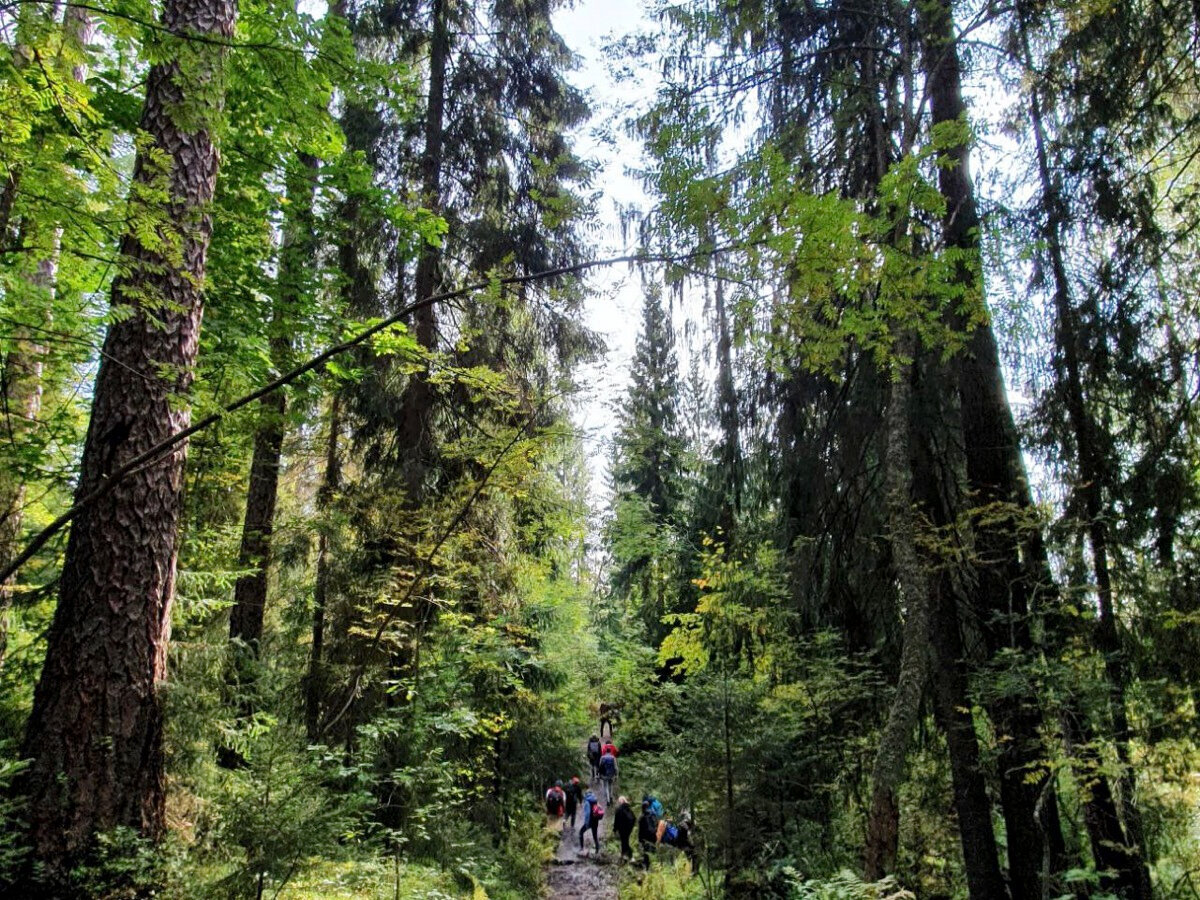 В заказнике вы найдёте четыре вида лиственниц: архангельская или Сукачёва, камчатская, сибирская и европейская 