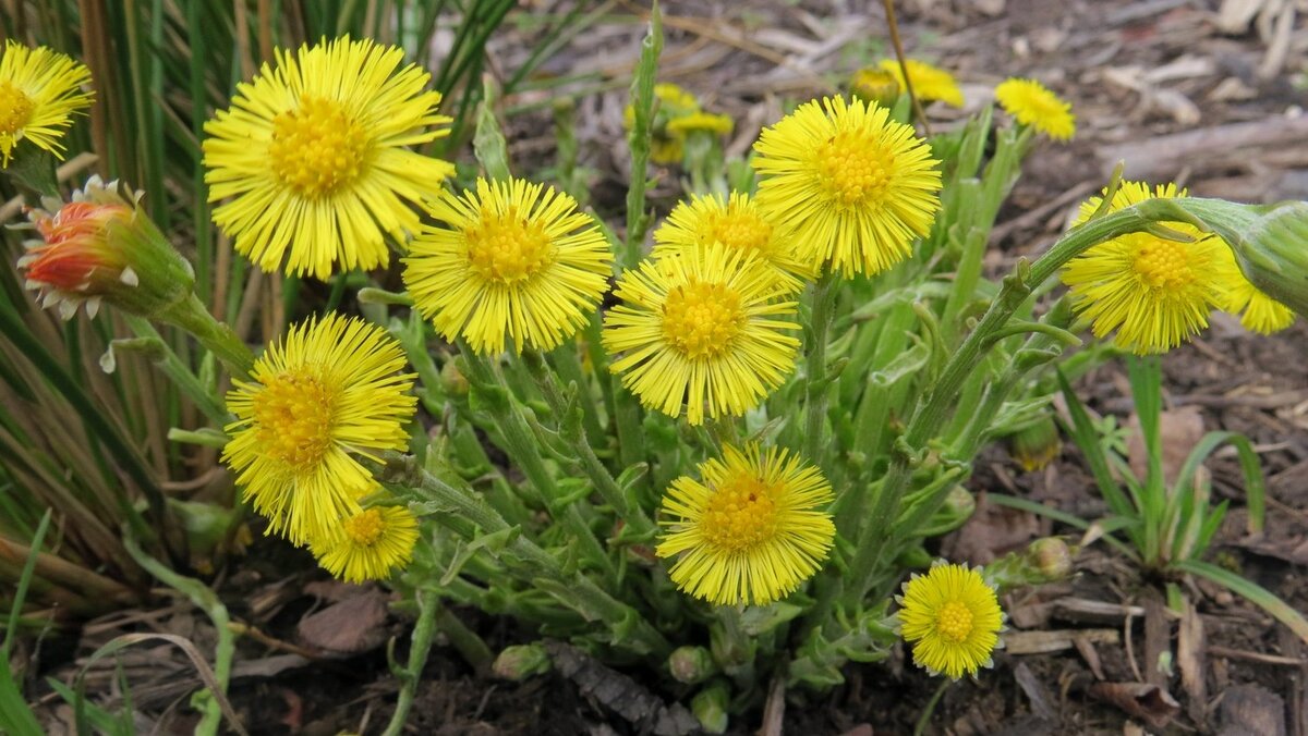 Мать-и-мачеха обыкновенная