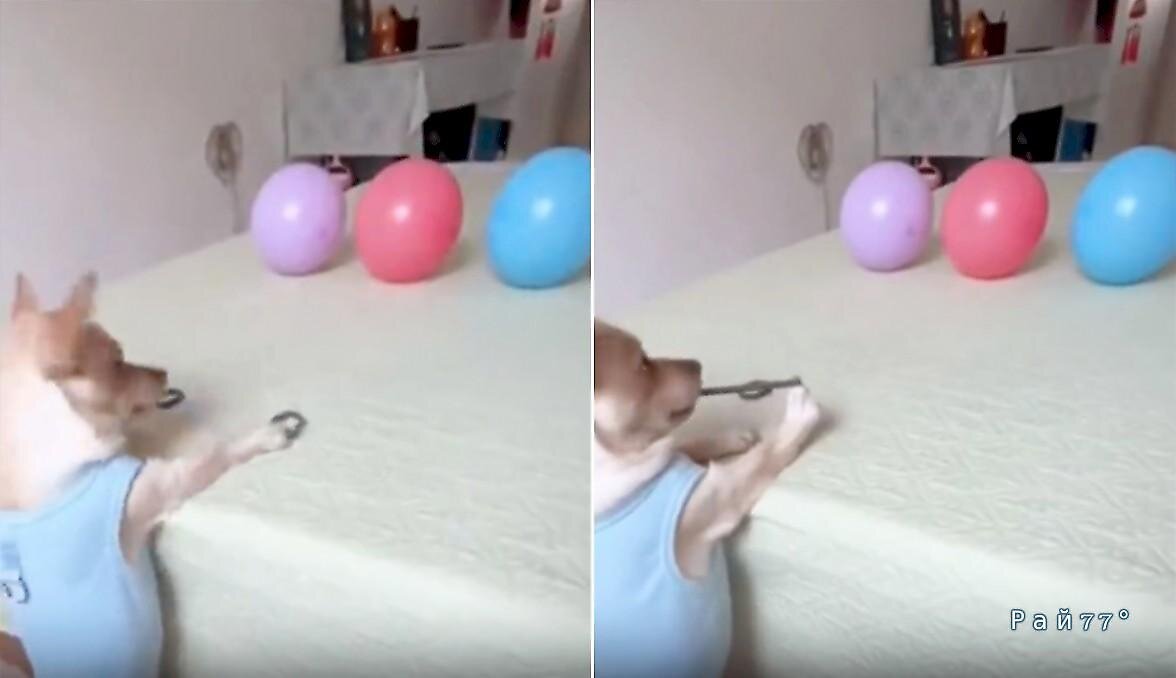 видео шарик ты кого привел