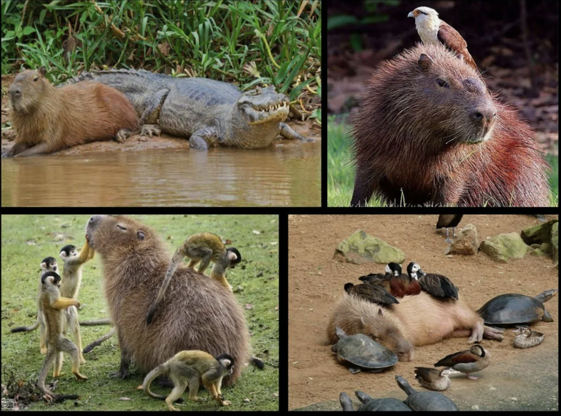 Why Do Animals Like Capybaras So Much? (38 Pics) Unlikely animal friends, Funny 
