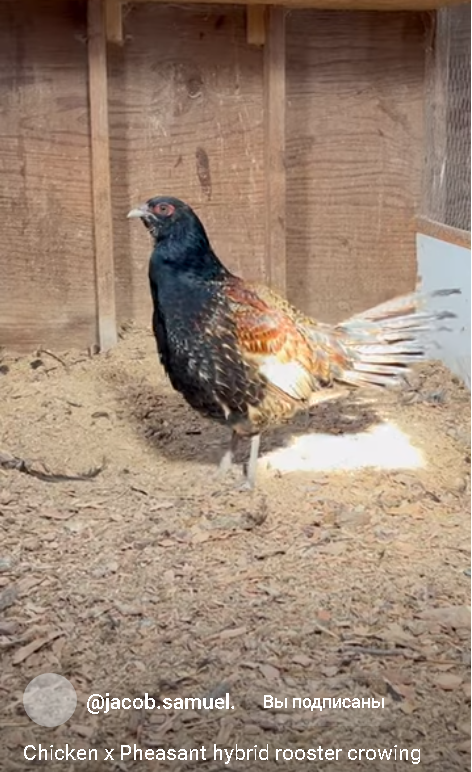 Гибрид фазана и курицы. Автор @jacob.samuel