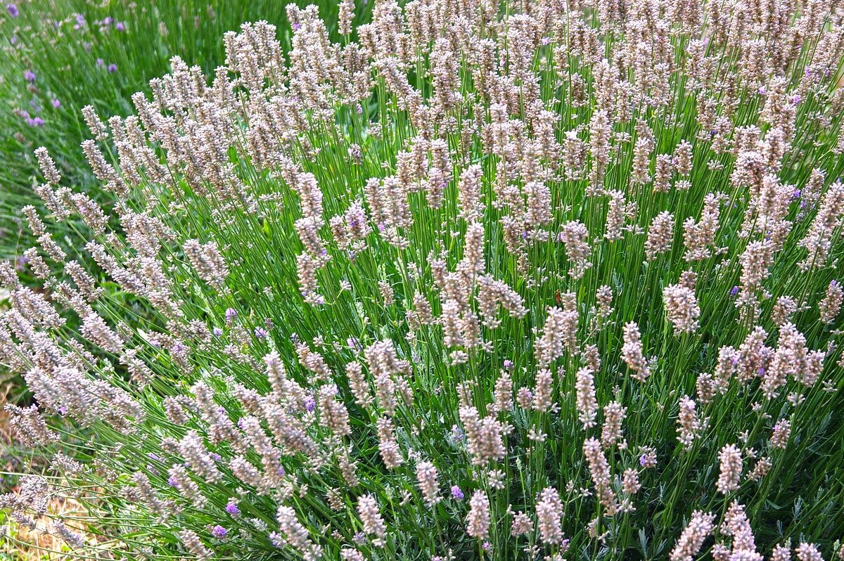    Лавандин, или лаванда промежуточная. Фото автора